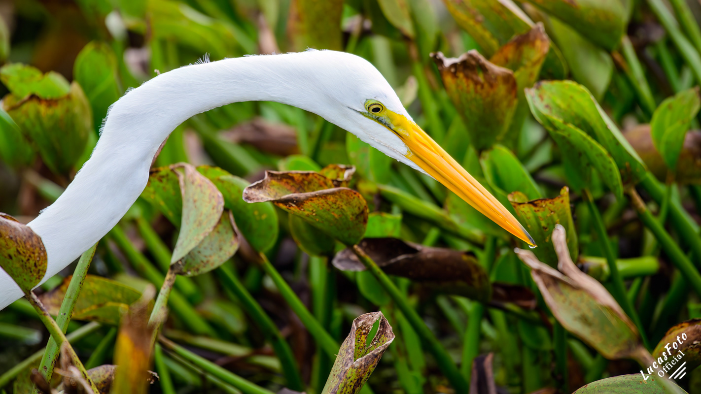 Great Egret