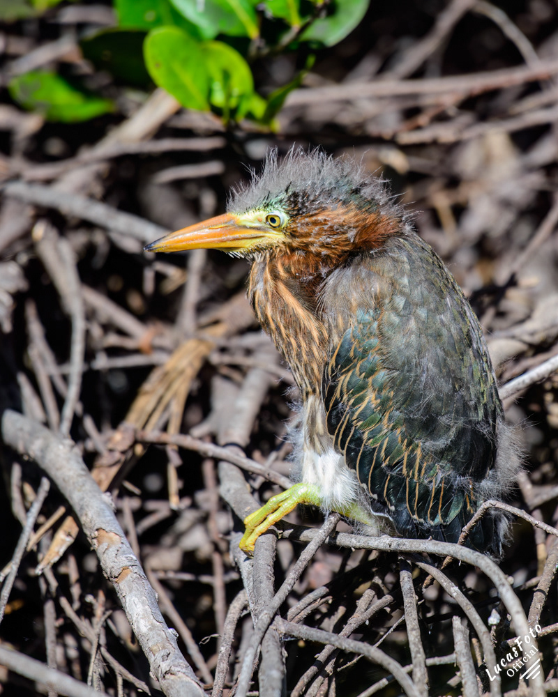 Green Heron