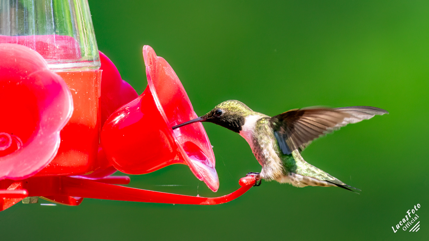 Ruby-throated Hummingbird