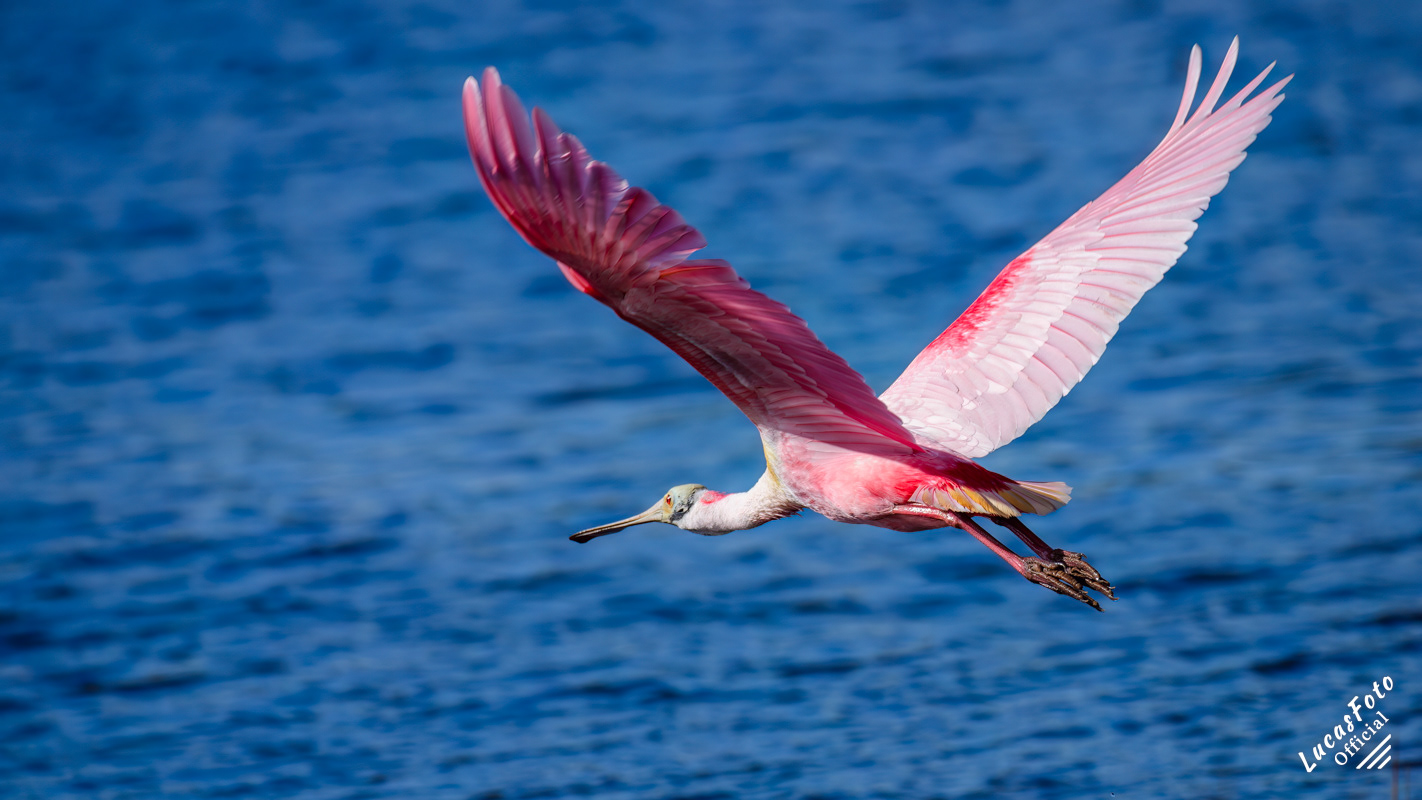 Roseate Spoonbill