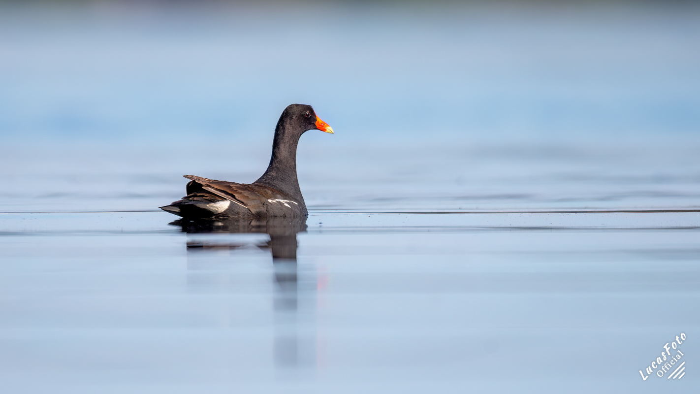 Common Gallinule