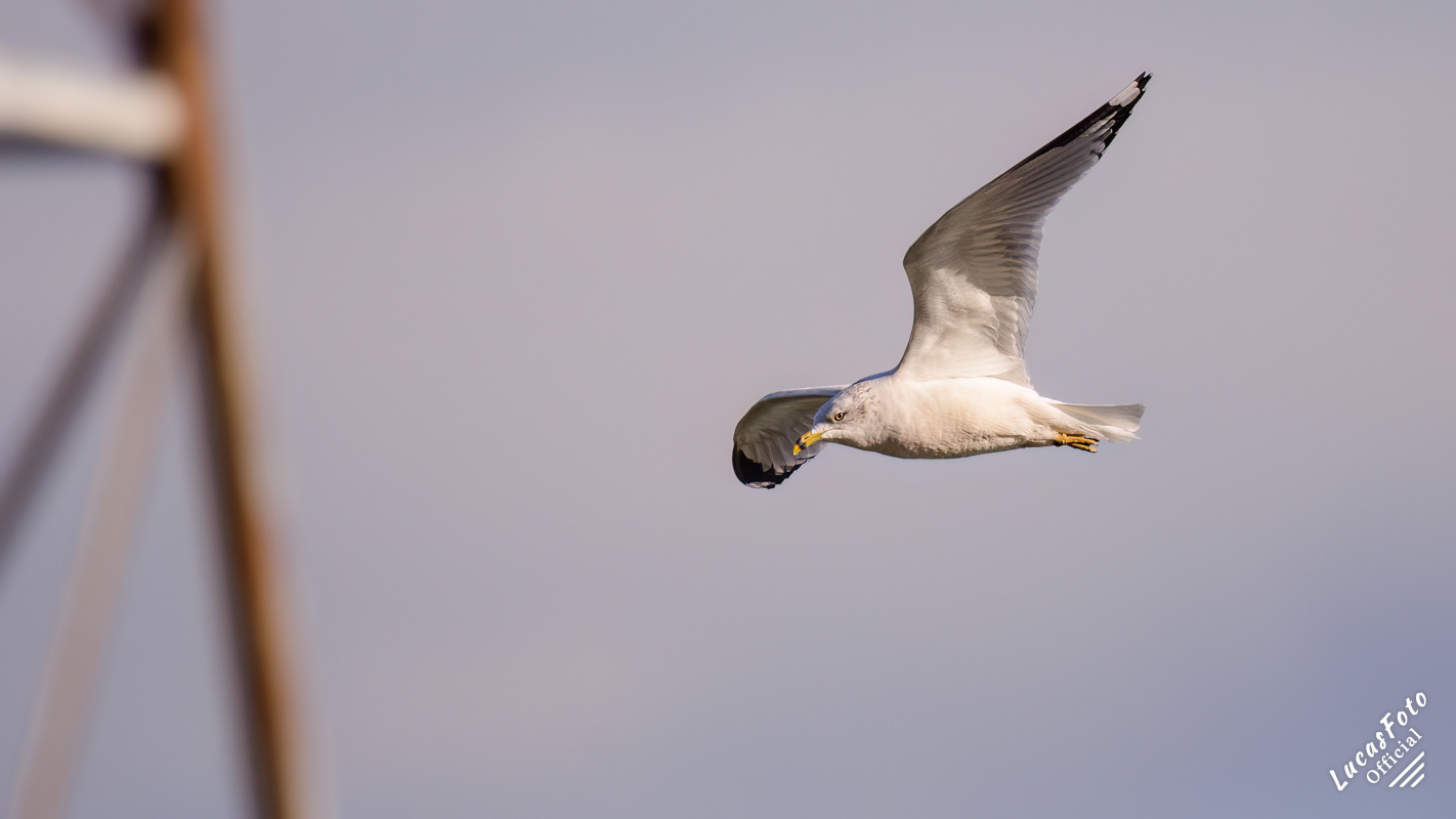 Ring-billed Gull