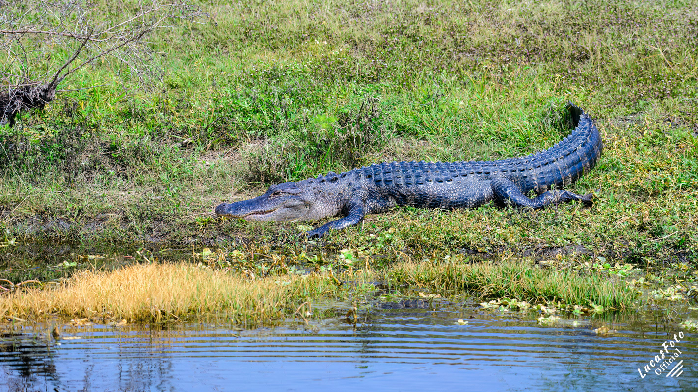 Alligator