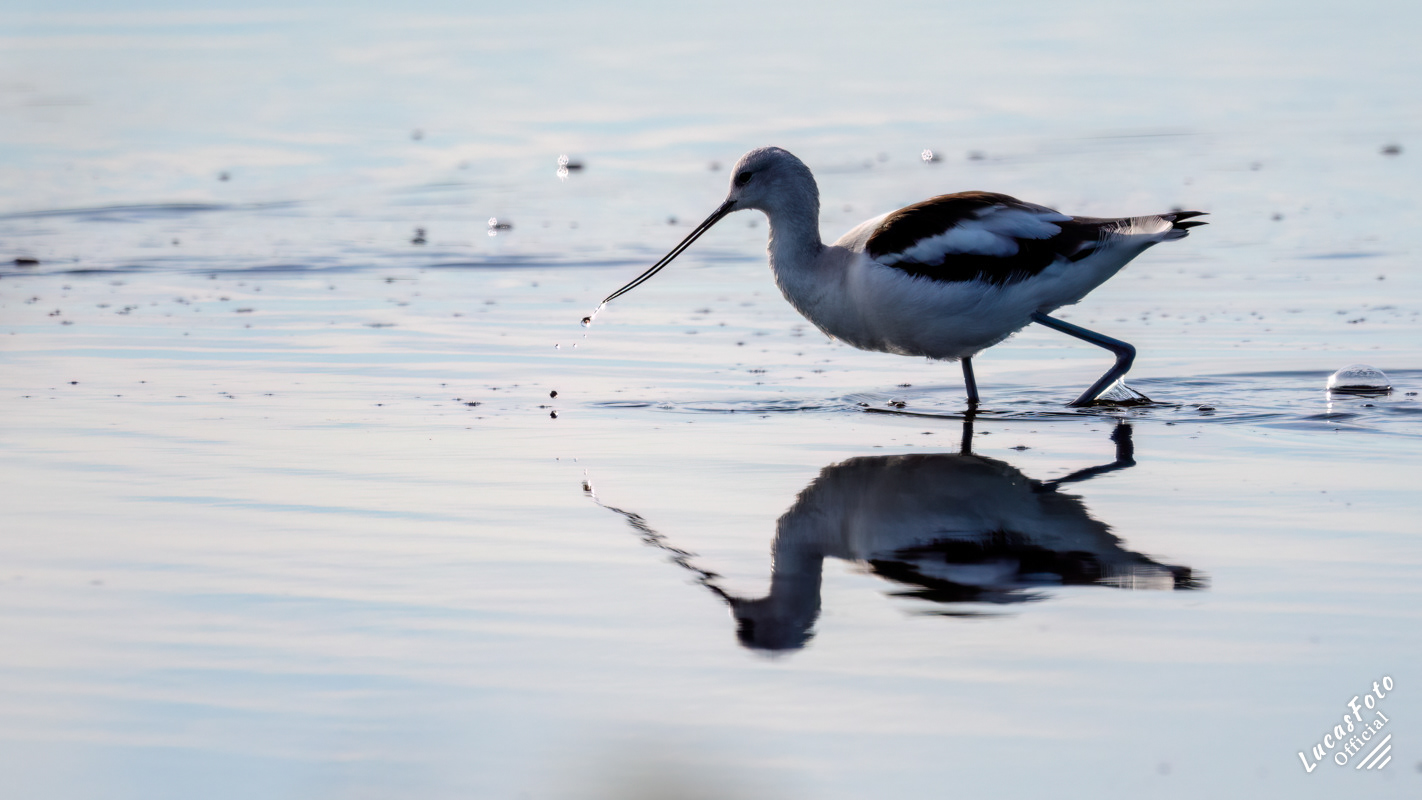 American Avocet