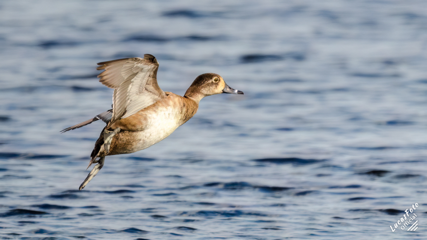 Ring-necked Duck