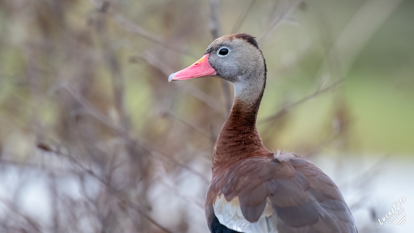 Black-bellied Whistling-Duck