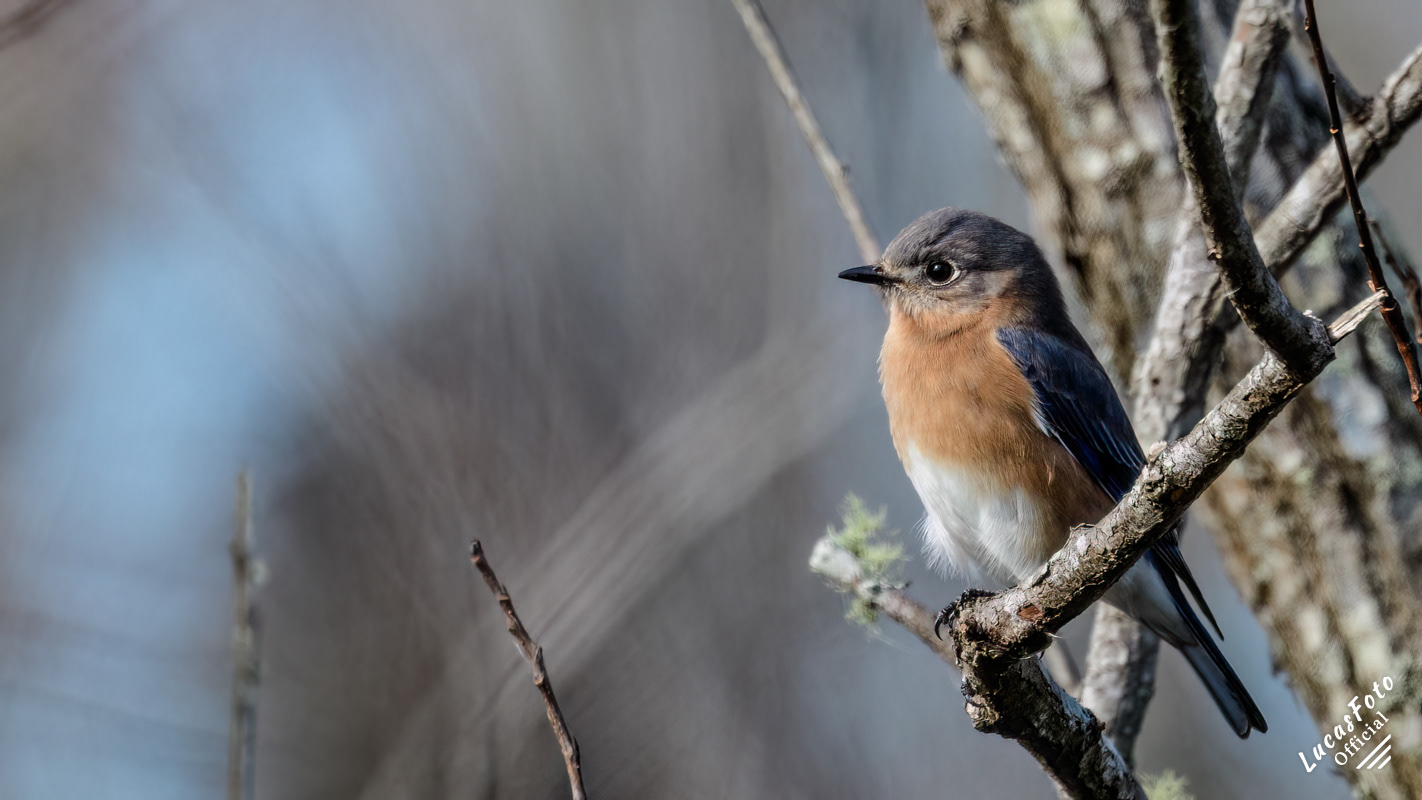 Eastern Bluebird
