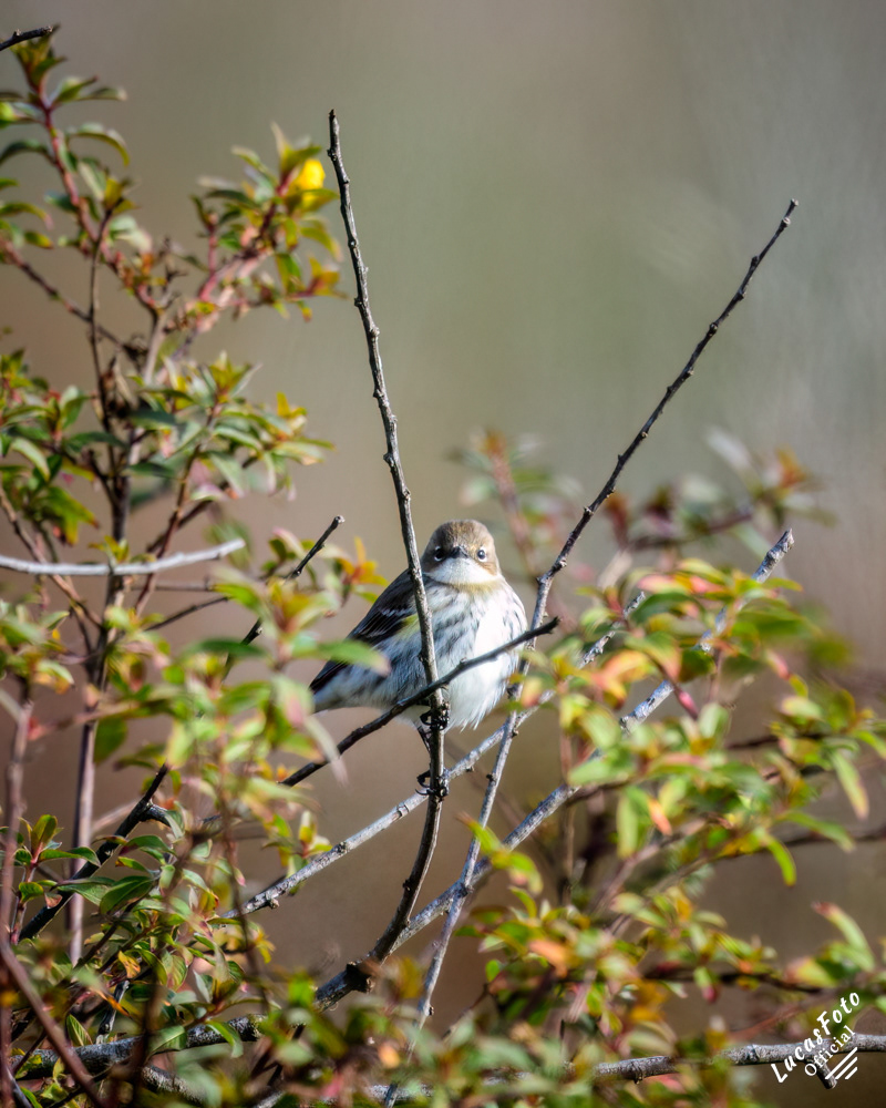 Yellow-rumped Warbler