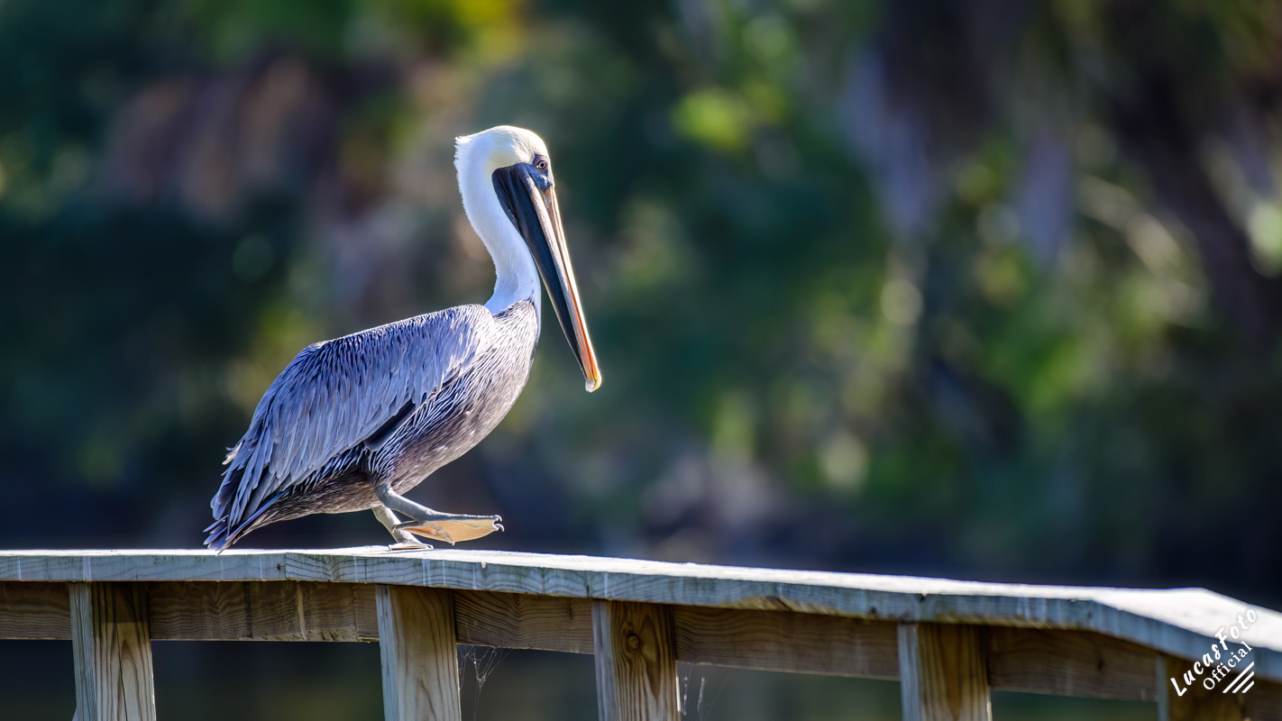 Brown Pelican