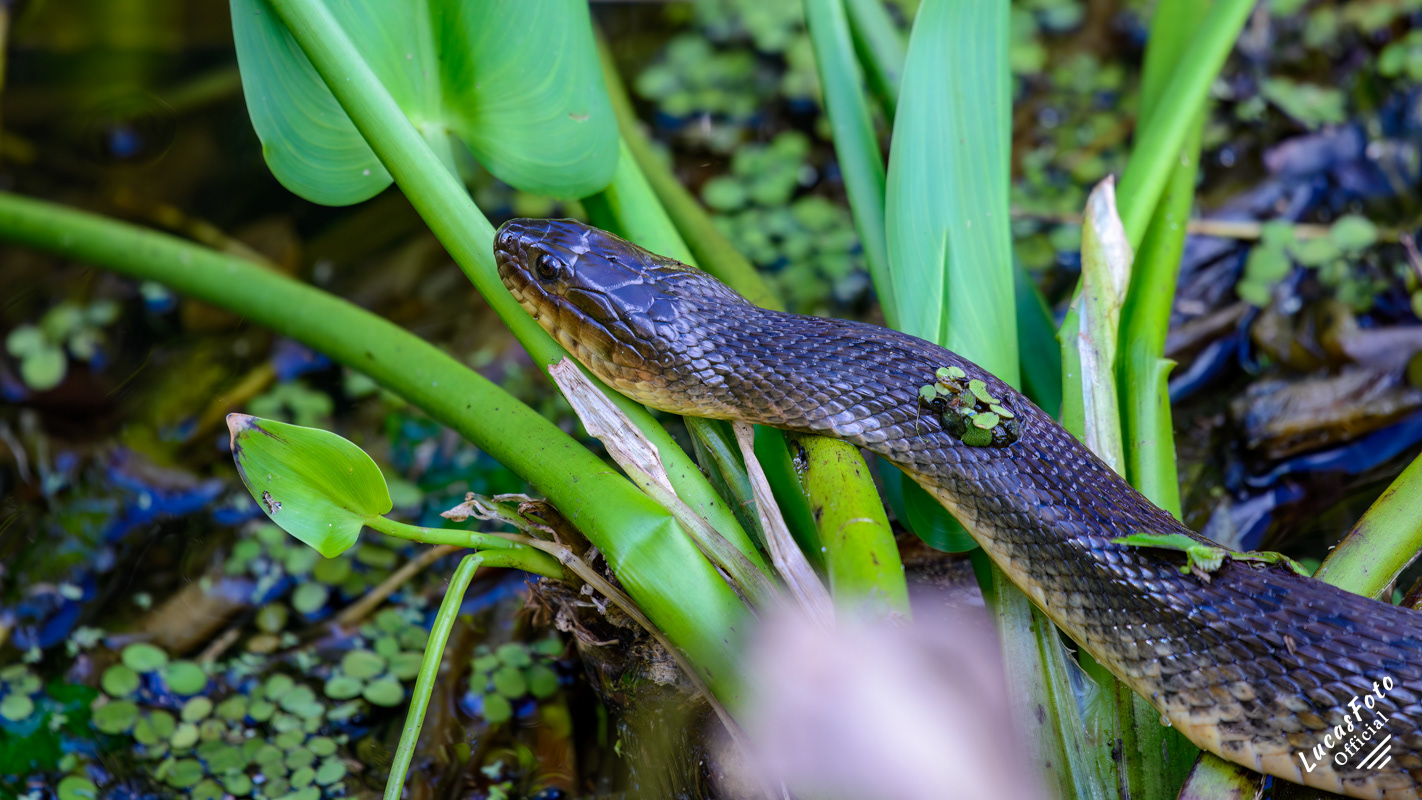 Florida Green Watersnake