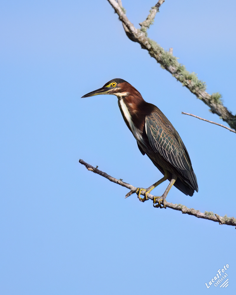 Green Heron