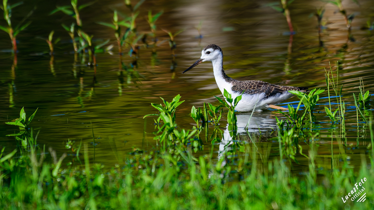 Black-necked Stilt