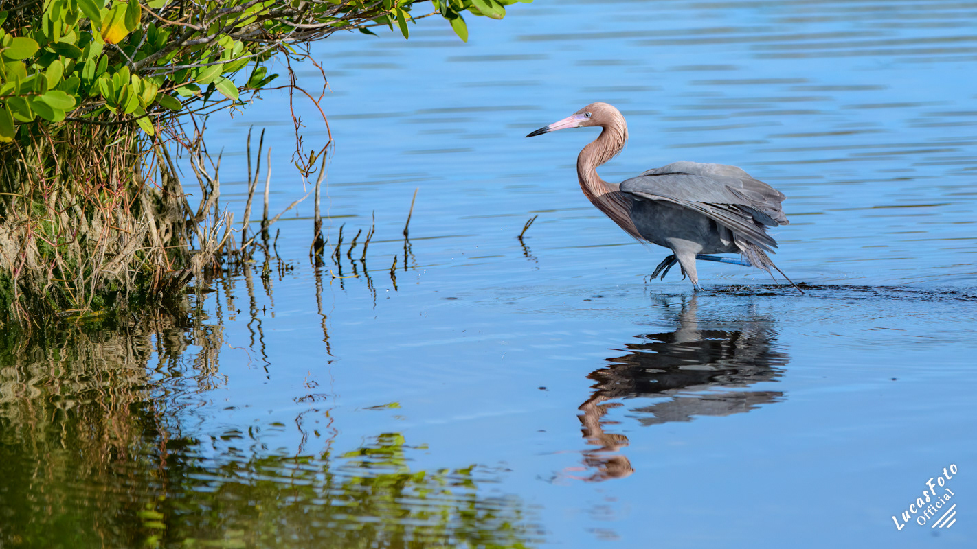 Reddish Egret