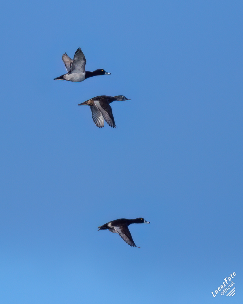 Ring-necked Duck
