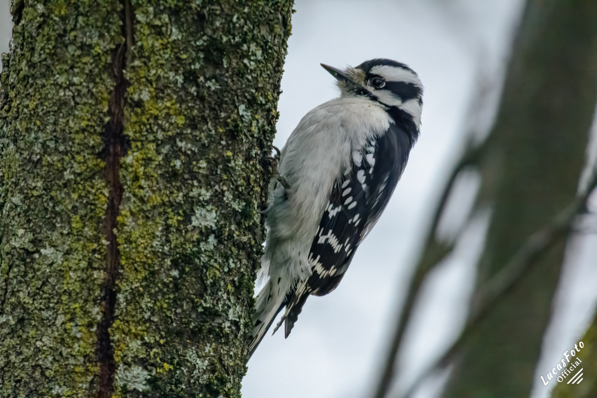Downy Woodpecker
