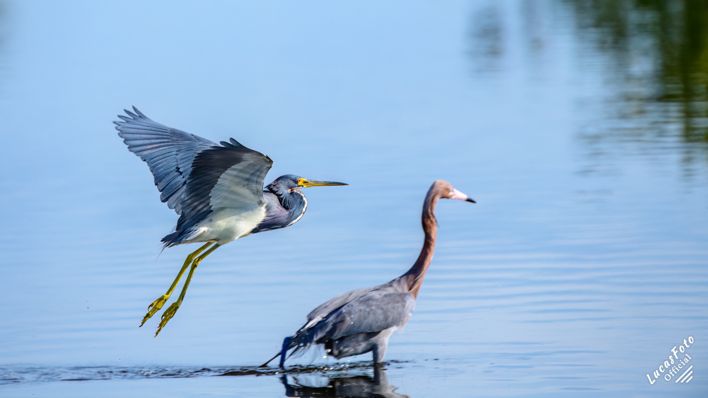 Tricolored Heron / Reddish Egret