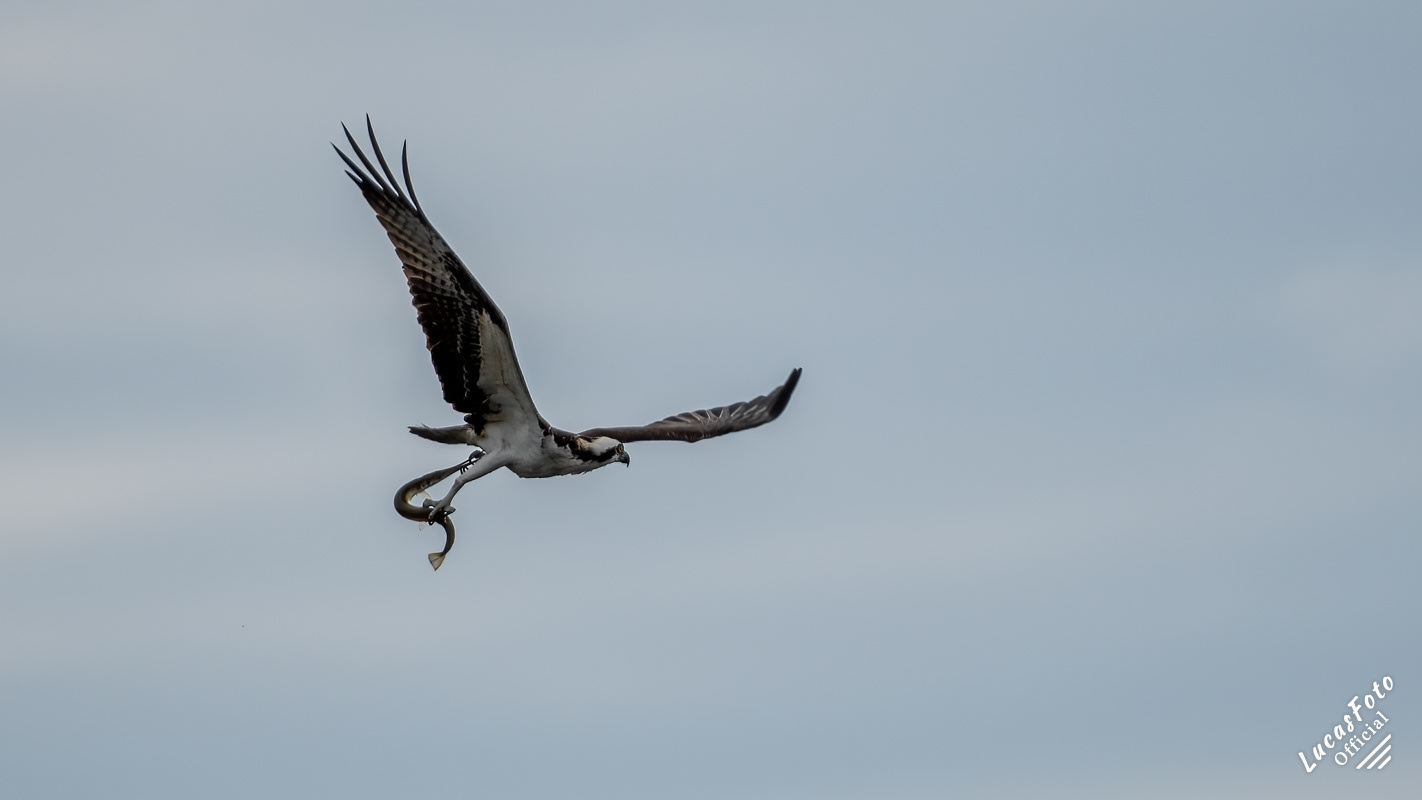 Osprey
