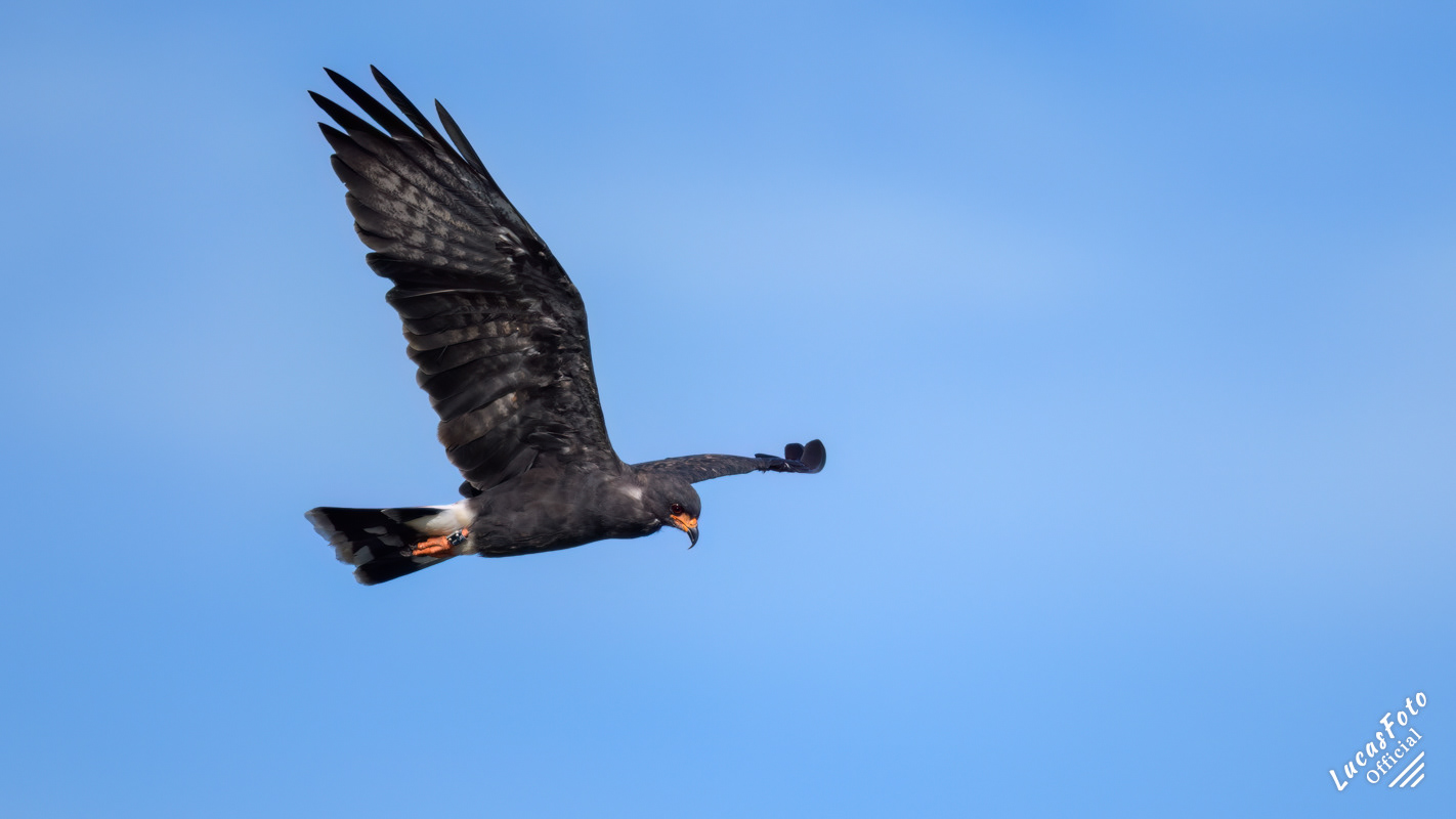 Snail Kite