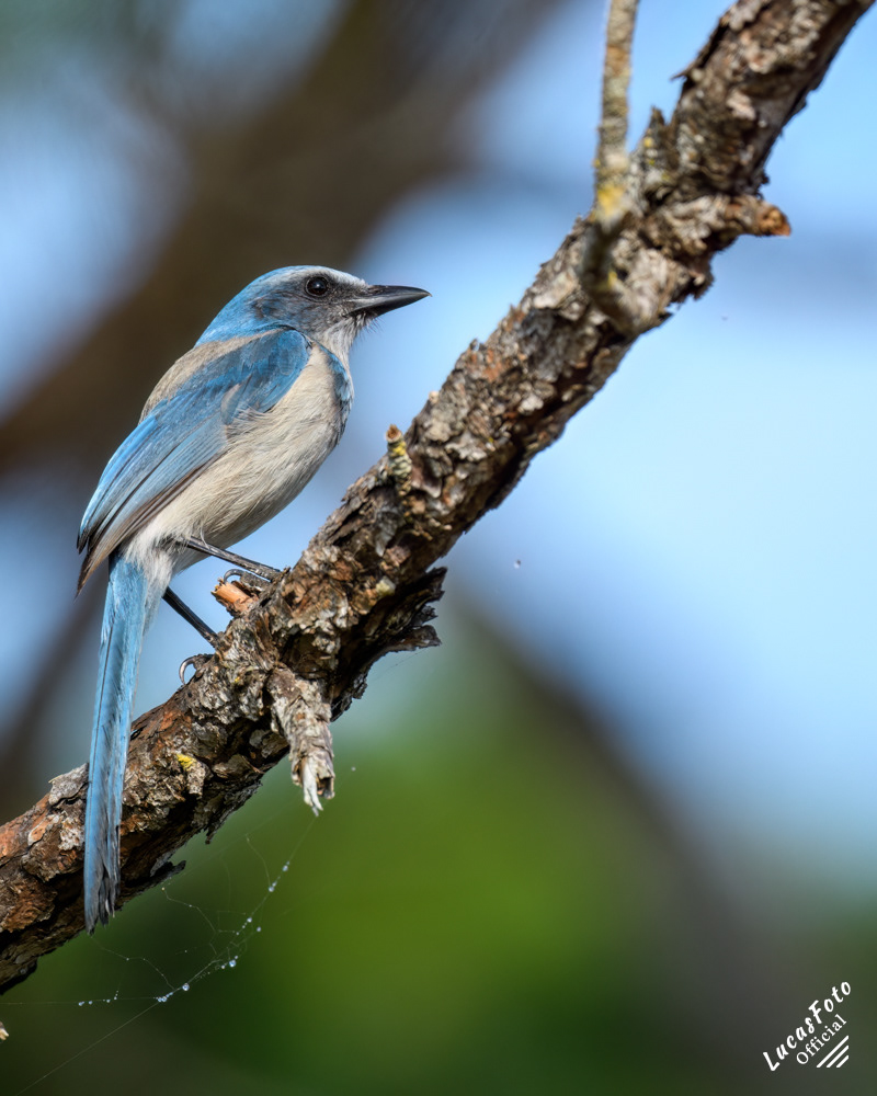 Florida Scrub Jay