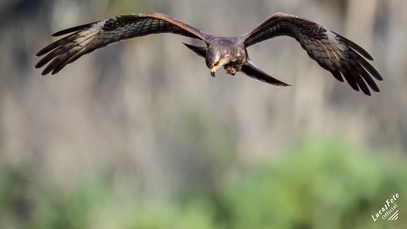 Snail Kite