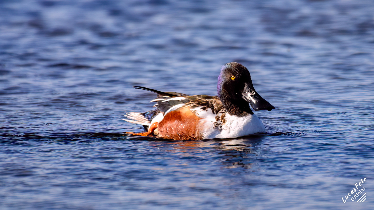 Northern Shoveler