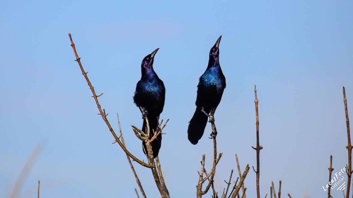 Boat-tailed Grackle