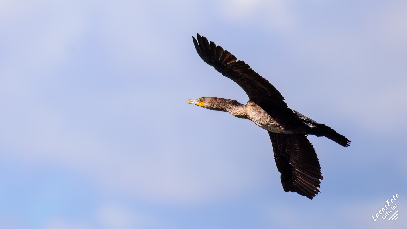 Double-crested Cormorant