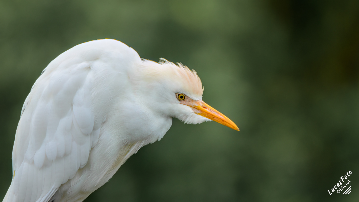 Cattle Egret
