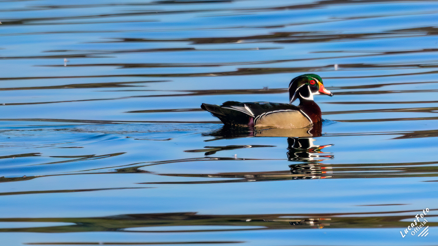 Wood Duck