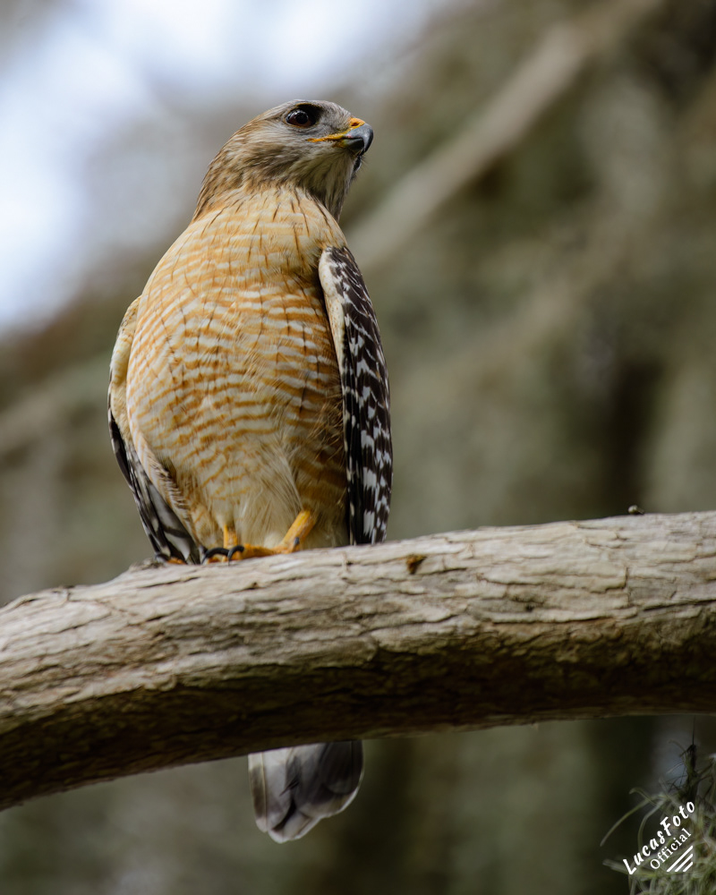 Red-shouldered Hawk