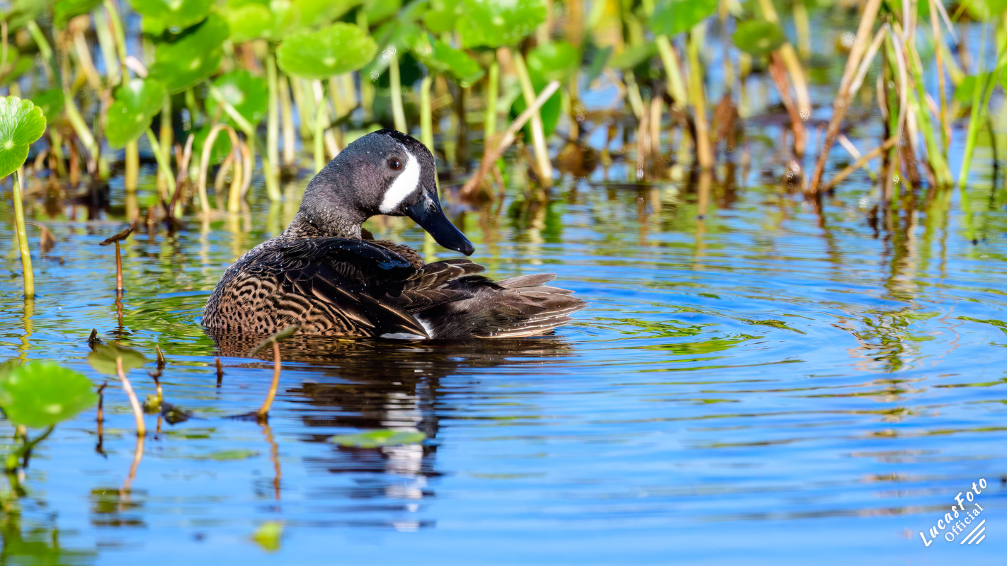 Blue-winged Teal