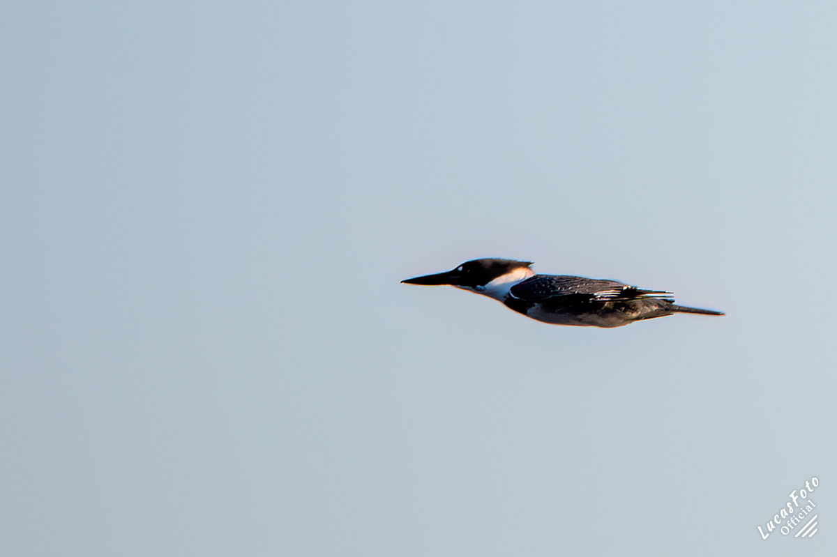 Belted Kingfisher