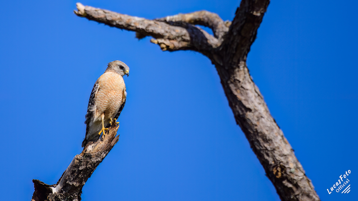 Red-shouldered Hawk