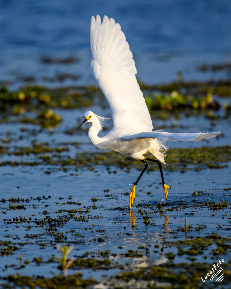 Snowy Egret