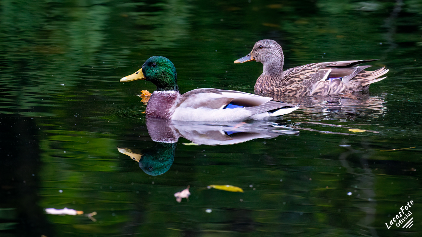 Mallard Duck