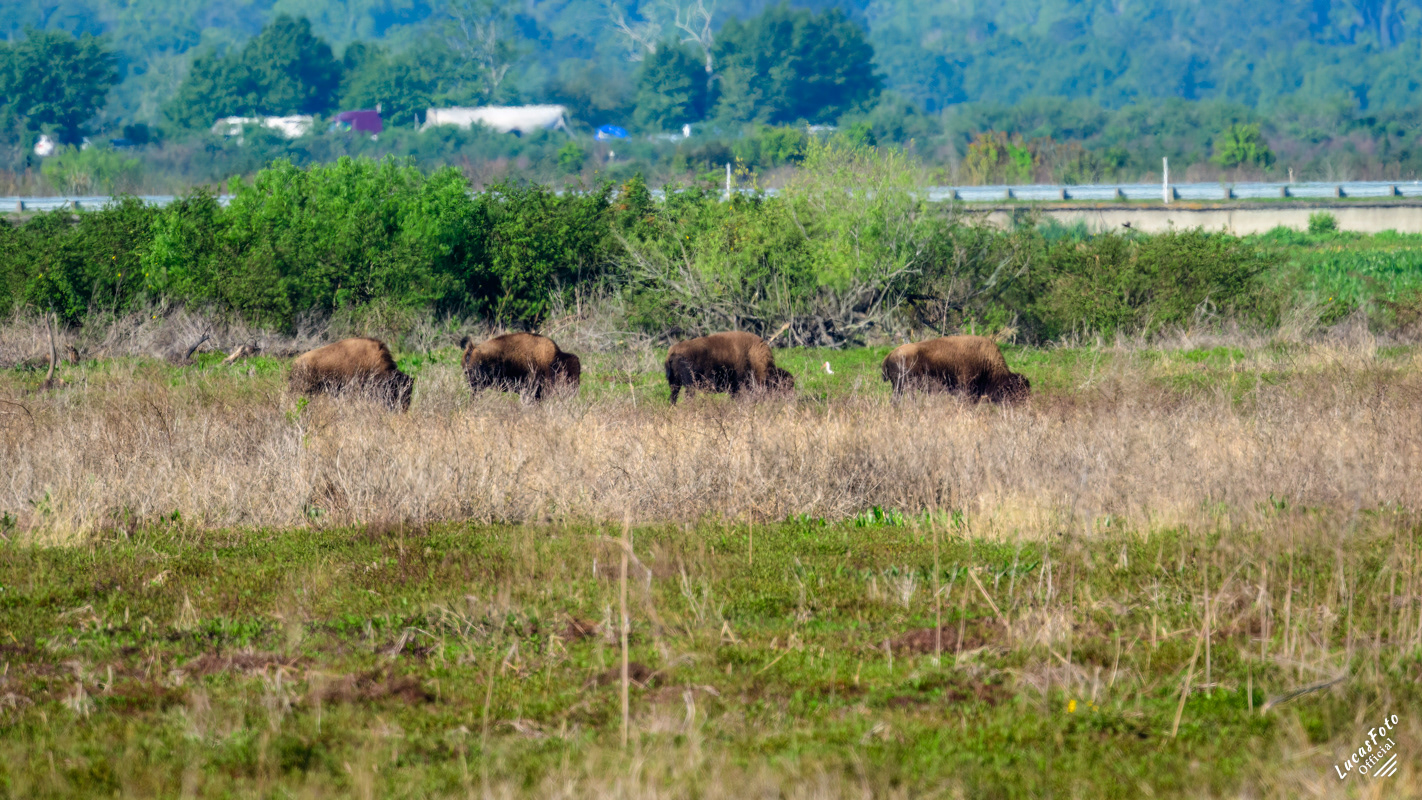 Bison