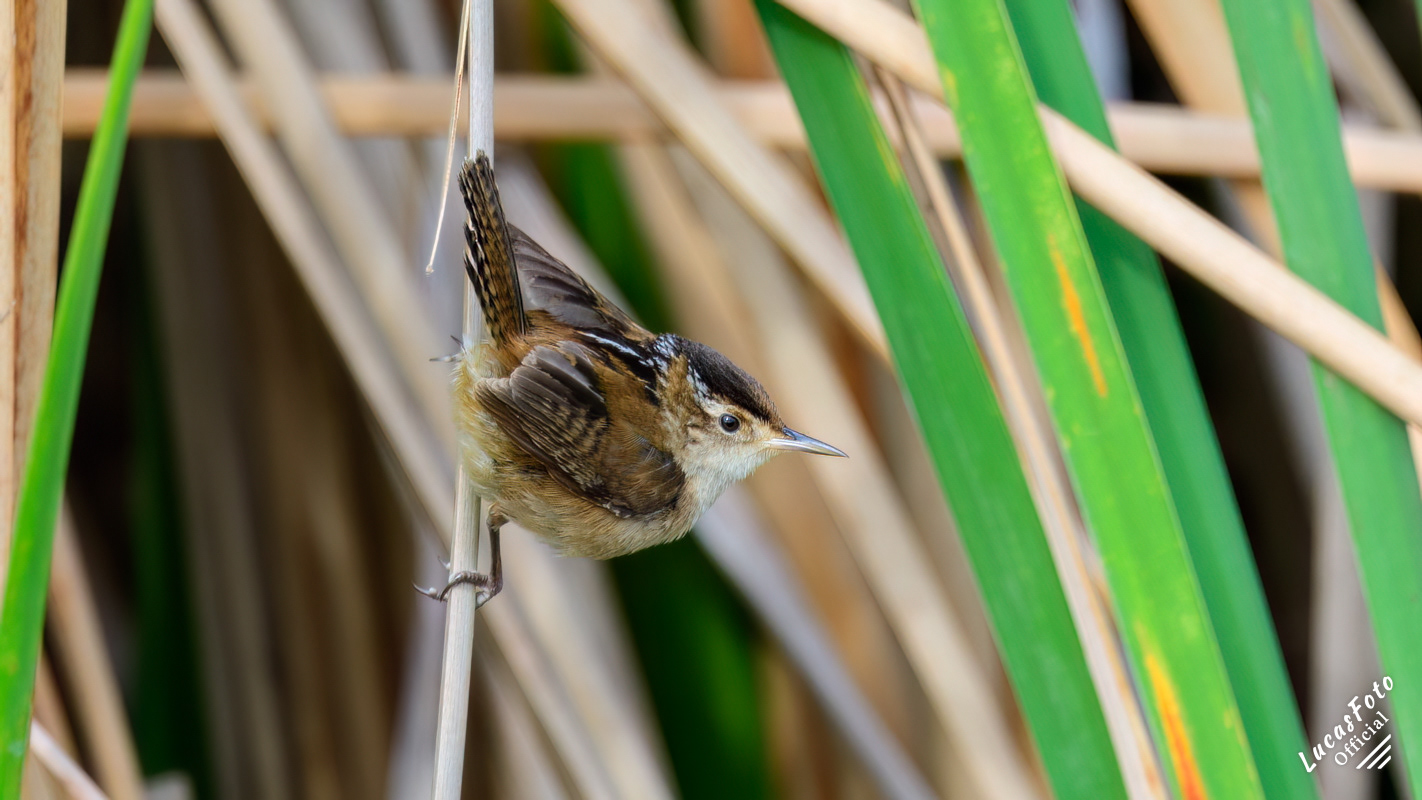 Marsh Wren