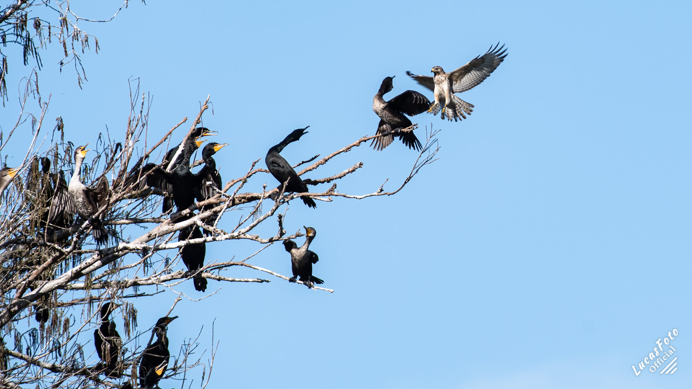 Double-crested Cormorant / Red-shouldered Hawk