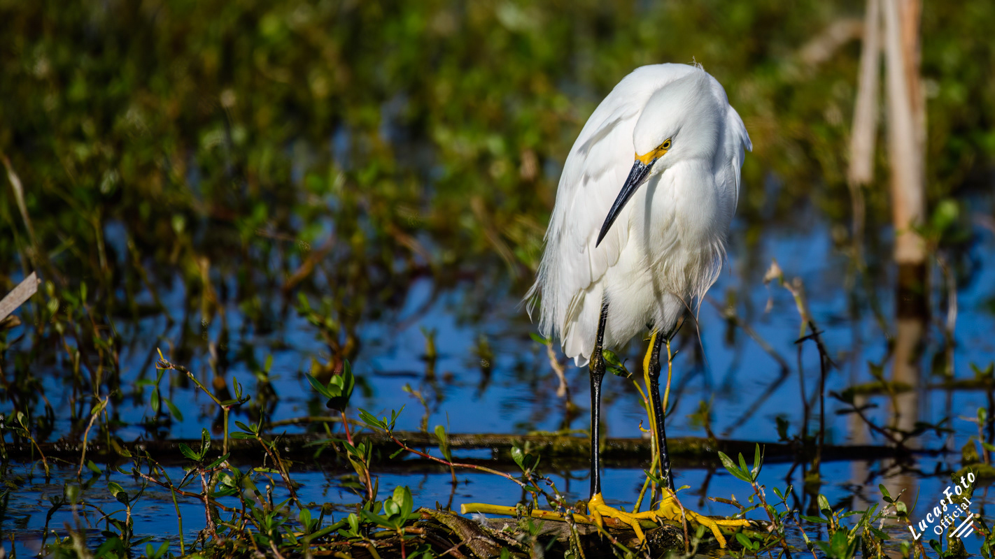 Snowy Egret