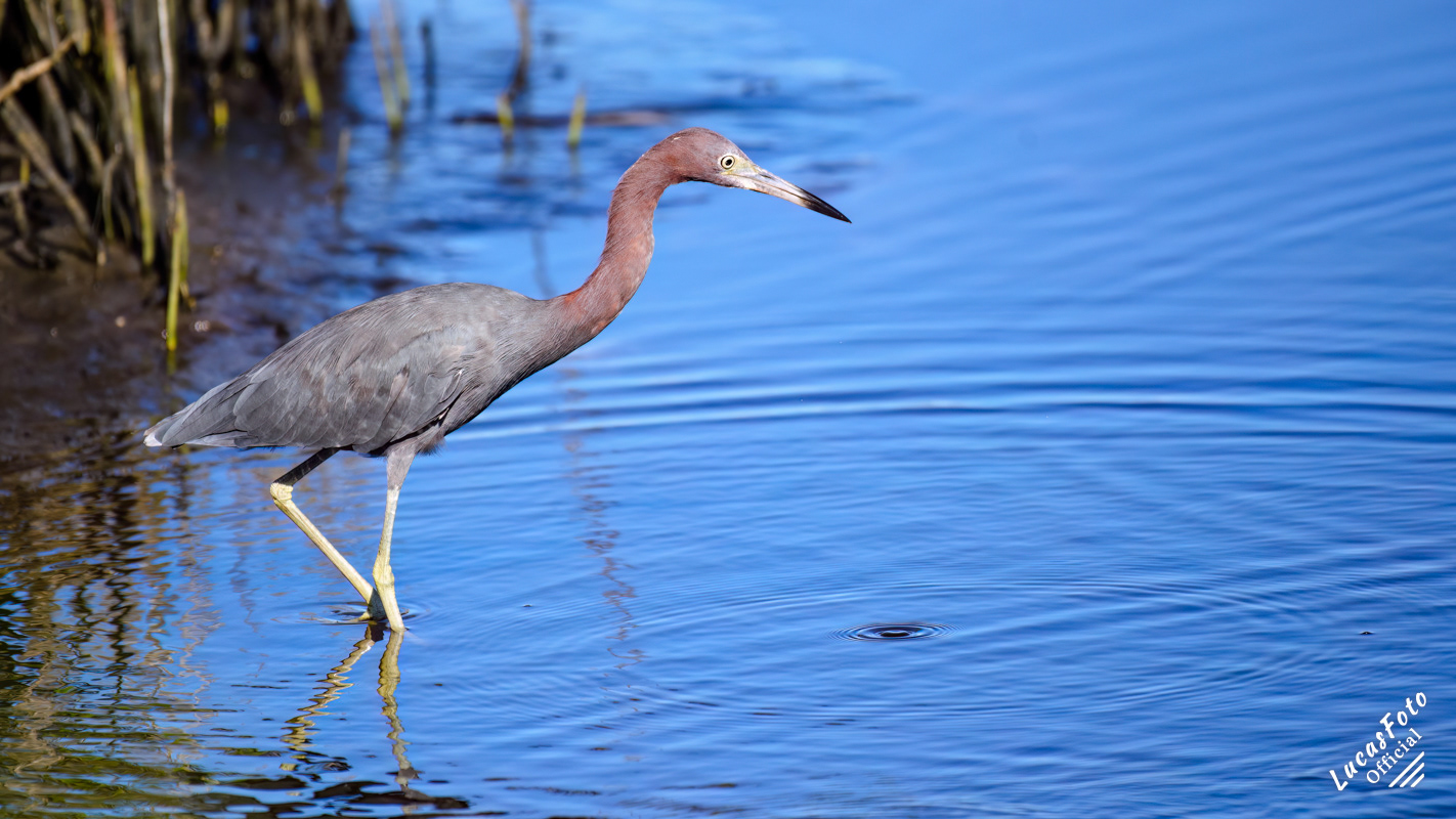 Little Blue Heron