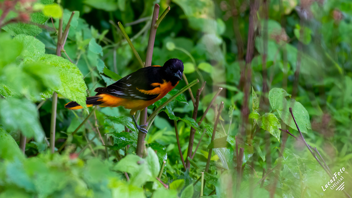 Baltimore Oriole