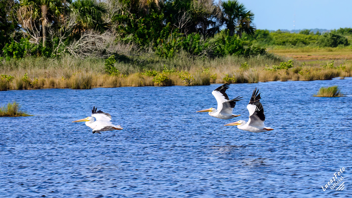 American White Pelican