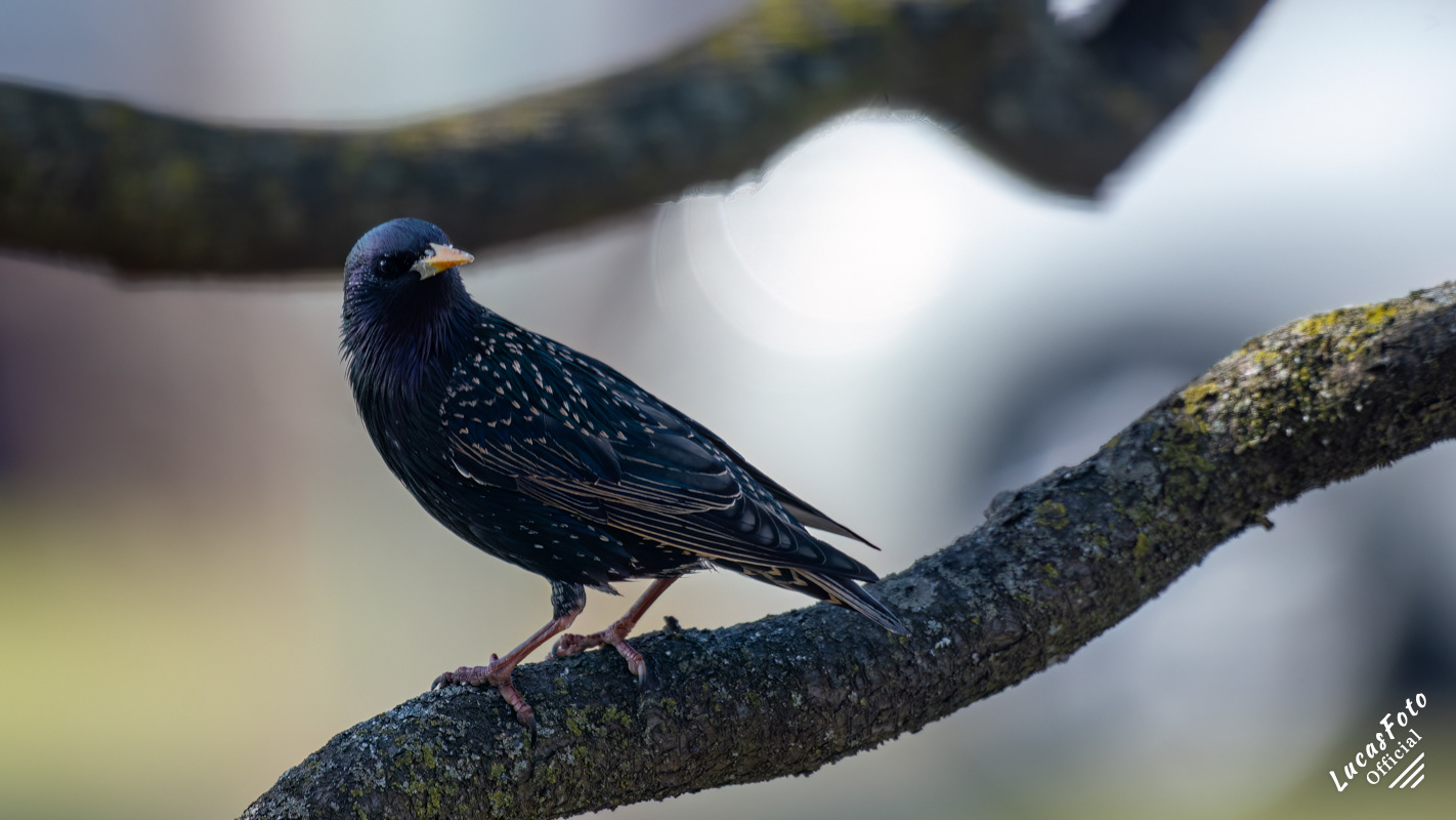 European Starling