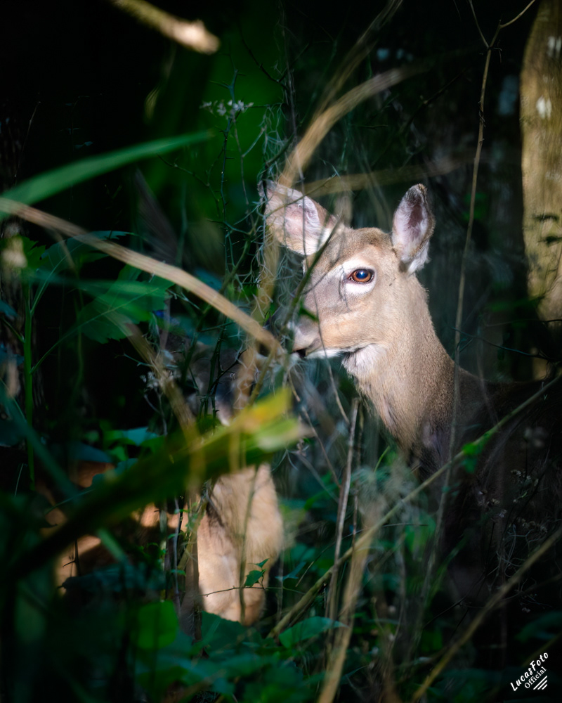 Whitetail