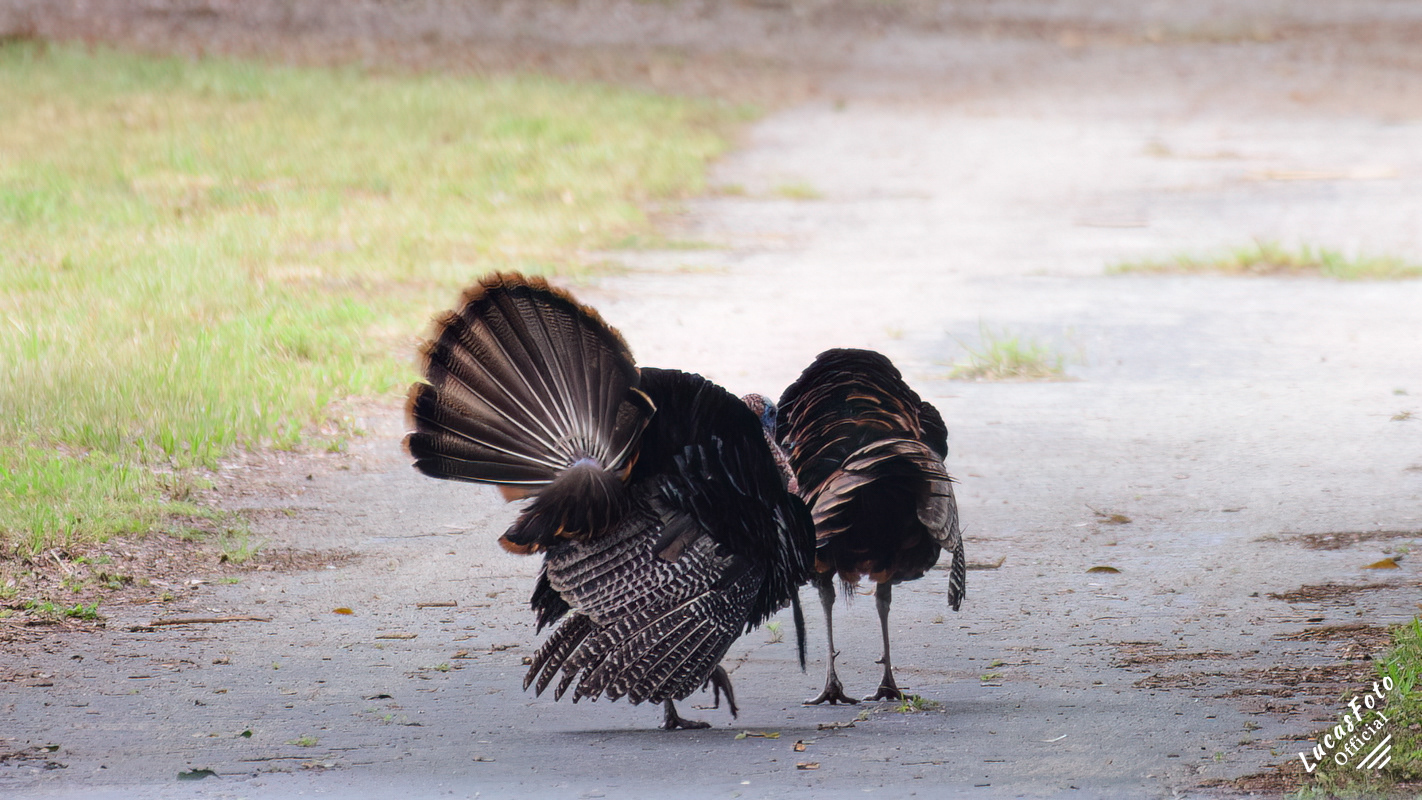 Eastern Wild Turkey