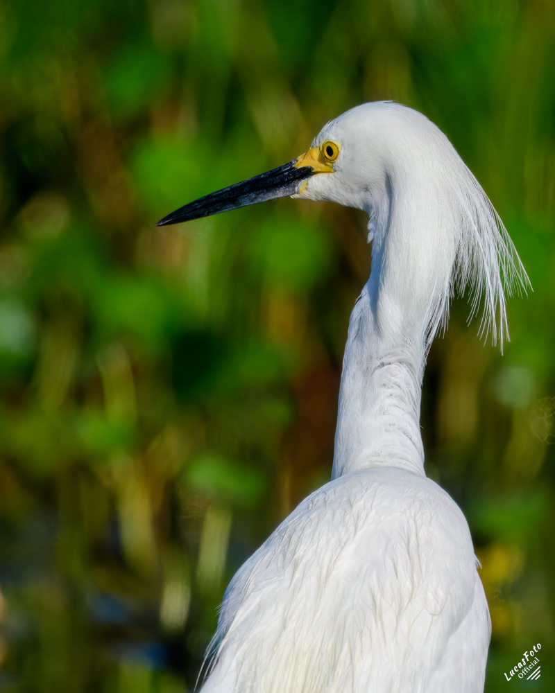 Snowy Egret