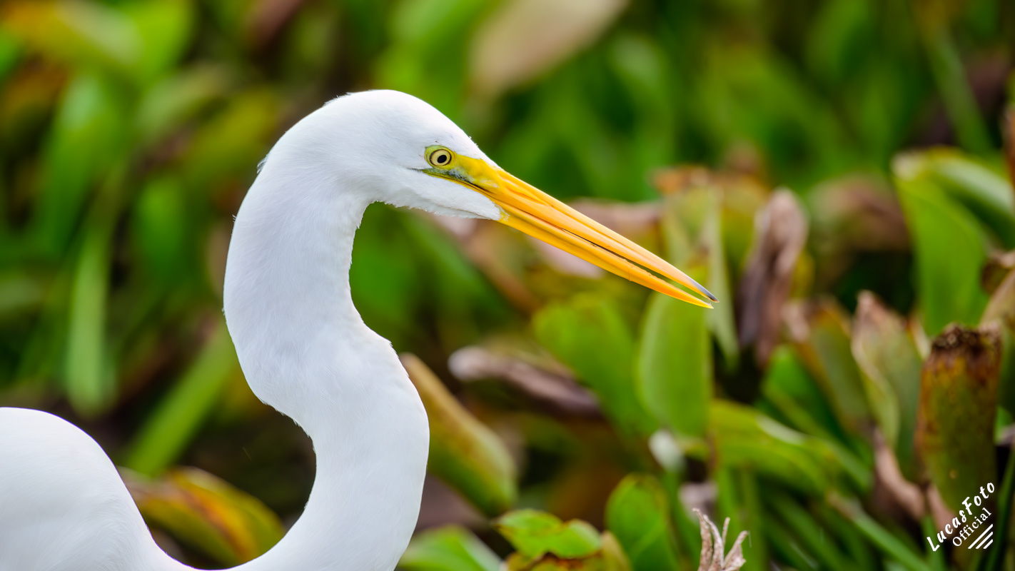 Great Egret