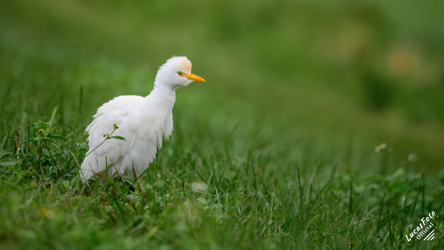 Cattle Egret