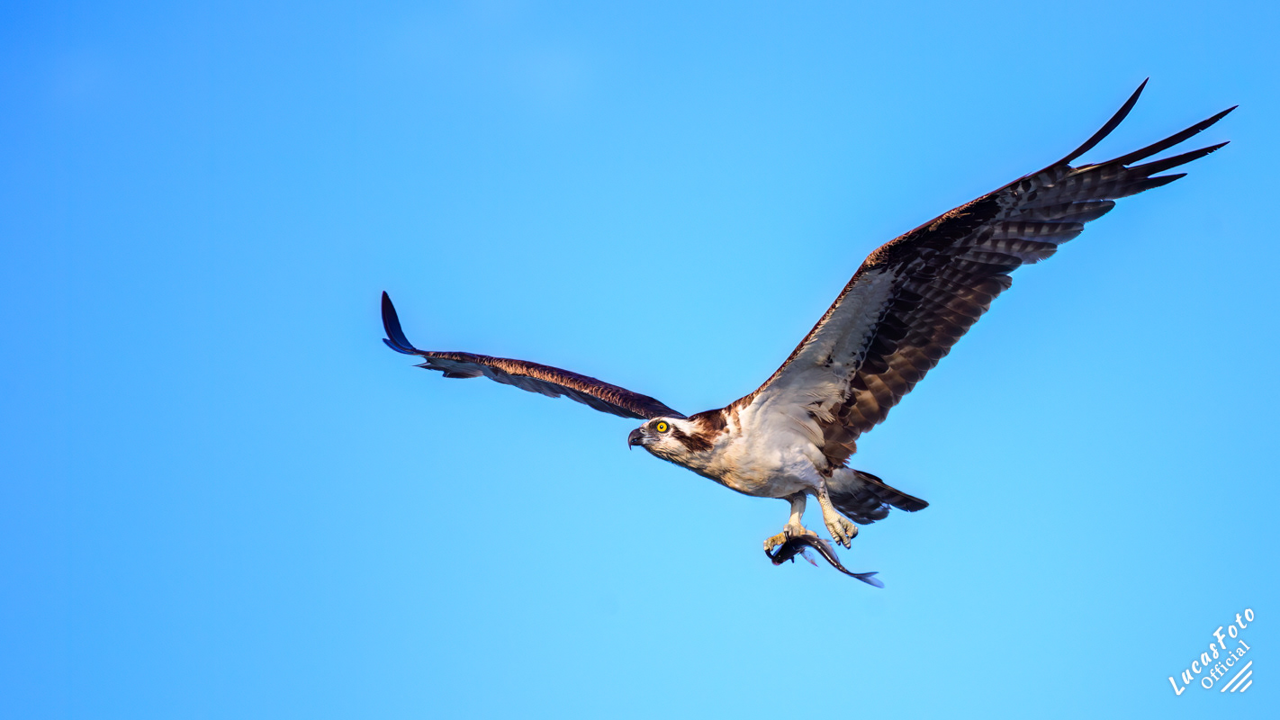 Osprey