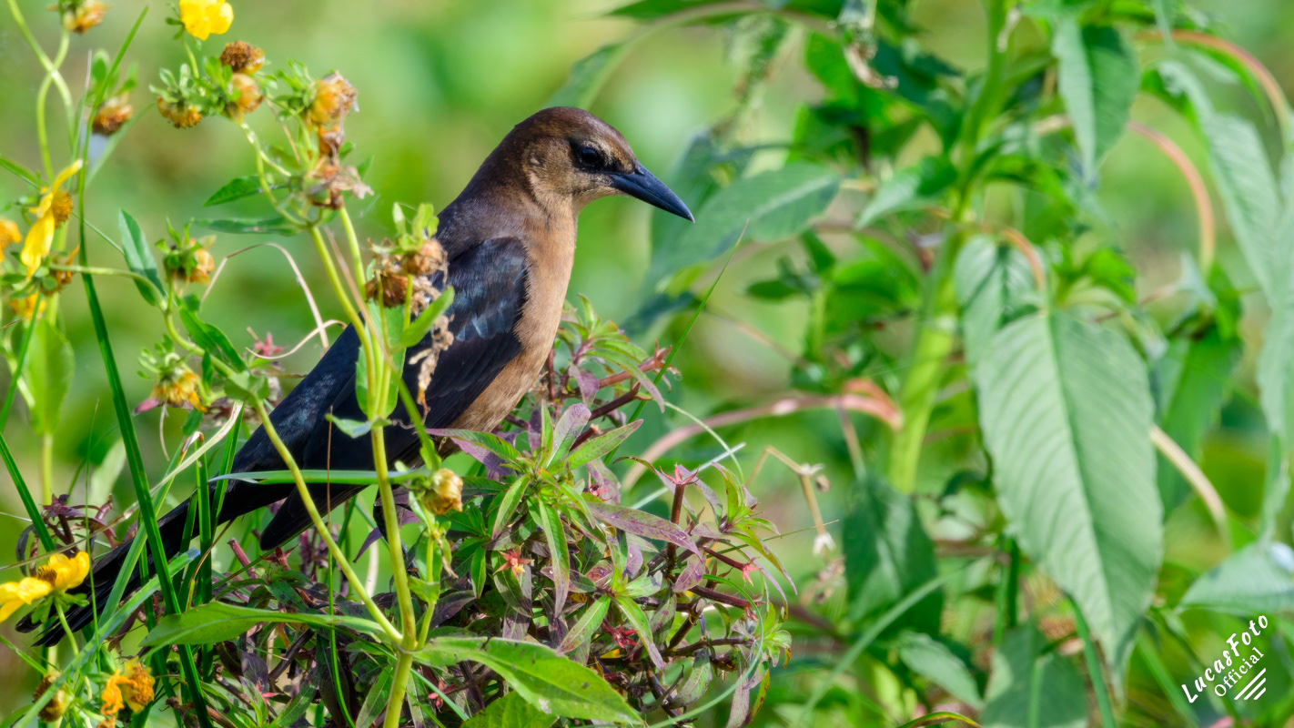 Boat-tailed Grackle